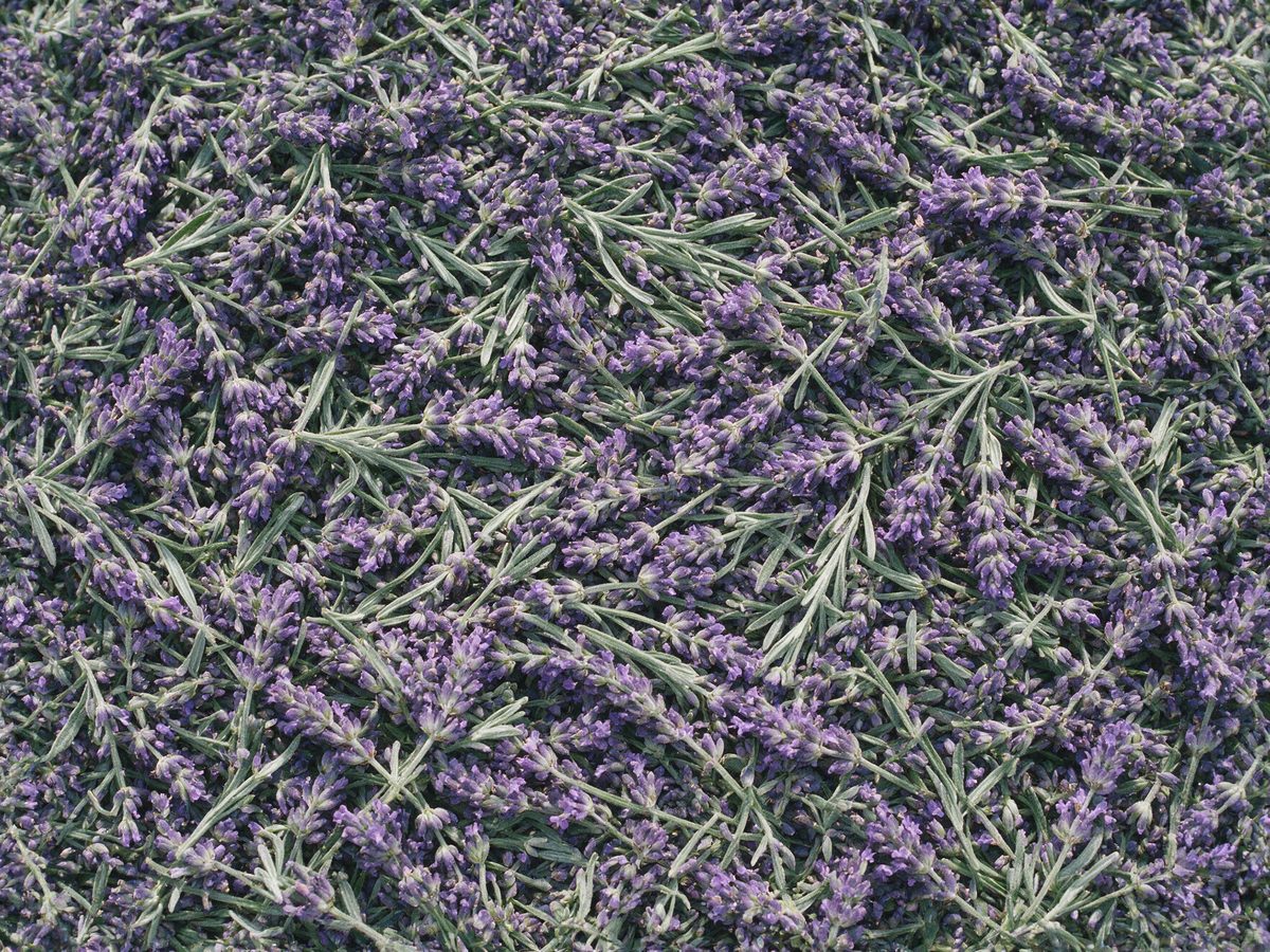 Lavender