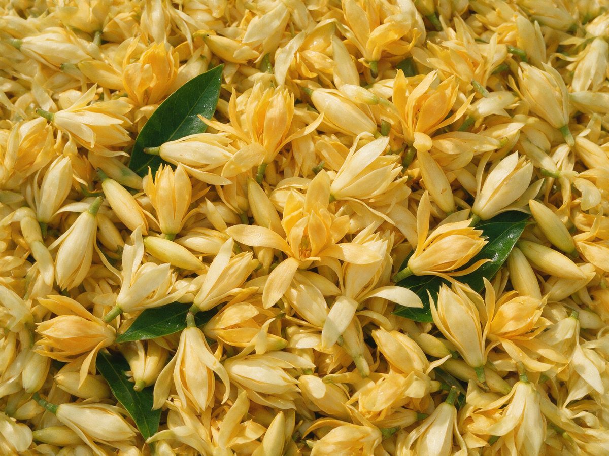 Nagchampa